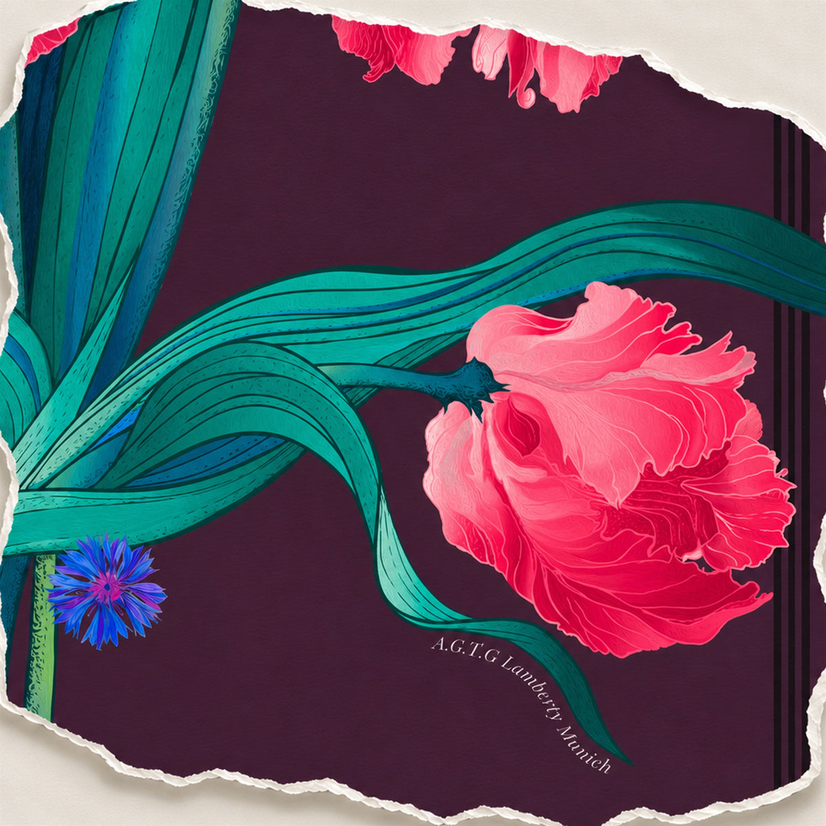 Hand-drawn silk scarves: a pink parrot tulip with turquoise leaves and a blue cornflower, the design for the Tulipani al Vento designer silk scarf for women